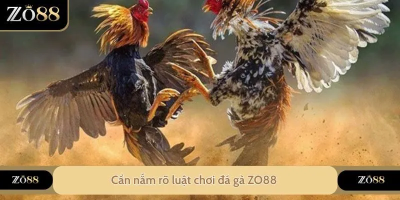 Đá Gà ZO88 - Thiên Đường Đối Với Anh Em Yêu Thích Đá Gà